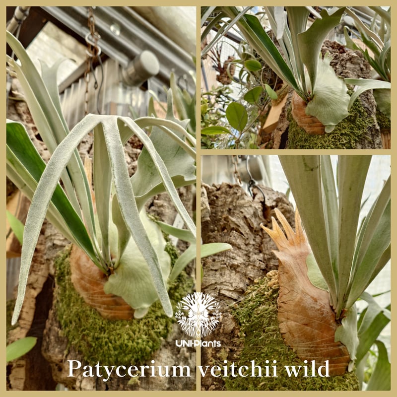 Patycerium veitchii wild（pup）ビカクシダ ベイチー ワイルド ビカ