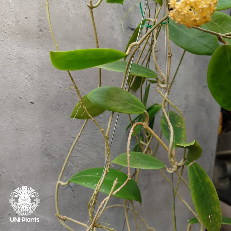 Hoya mindorensis lite yellow ホヤ ミンドレンシス ライトイエロー