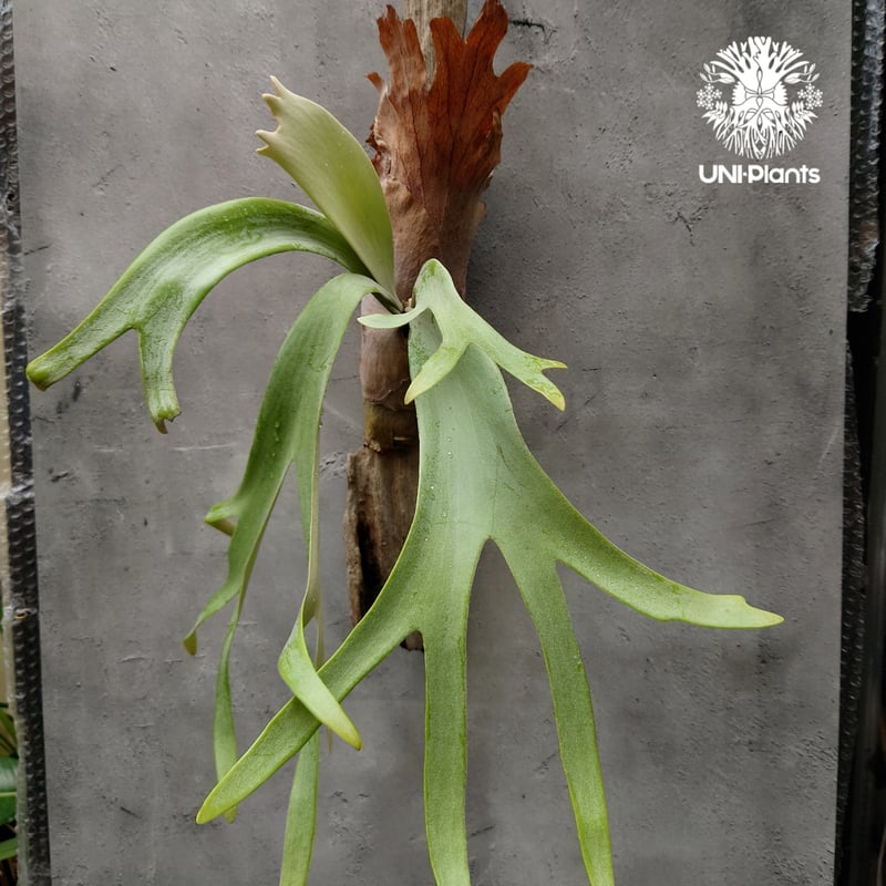 ビカクシダ ウィリンキーcv.インドネシア Platycerium willinckii cv