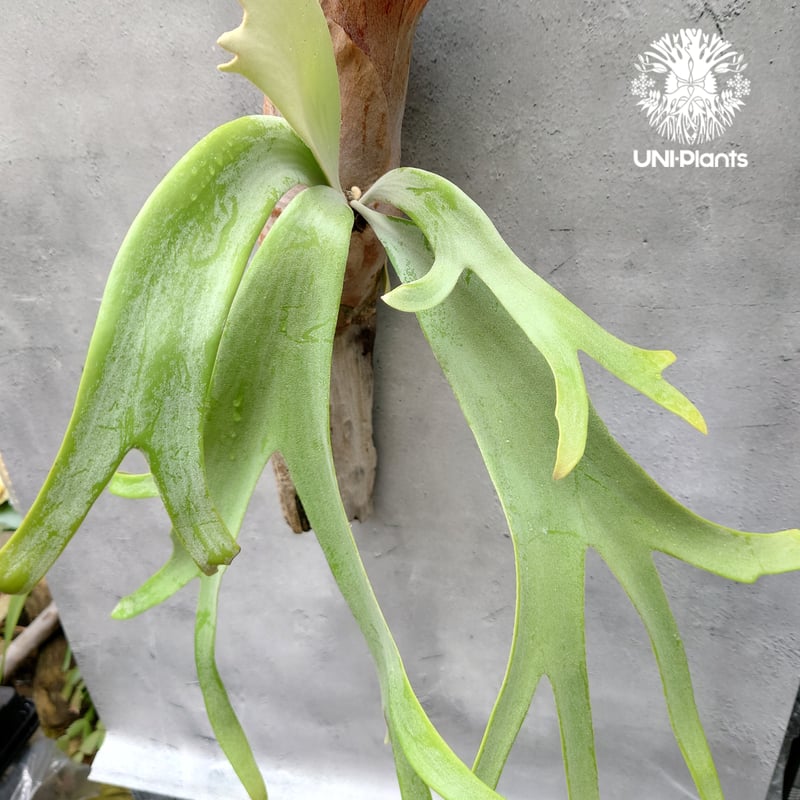 ビカクシダ ウィリンキーcv.インドネシア Platycerium willinckii cv