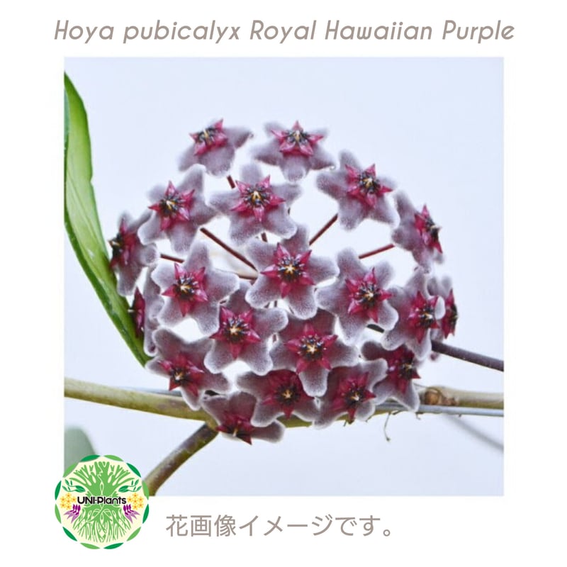 ホヤ プビカリクス ロイヤル ハワイアン パープル 花座付き ホヤ植物