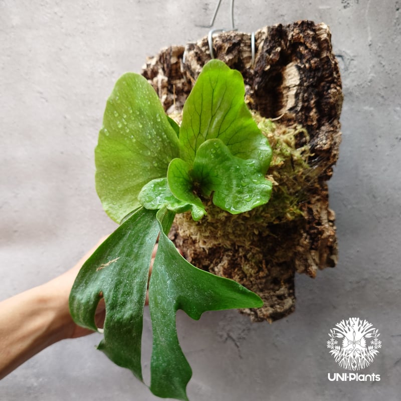 ビカクシダ ステマリア Platycerium stemaria ビカクシダ原種 植シダ