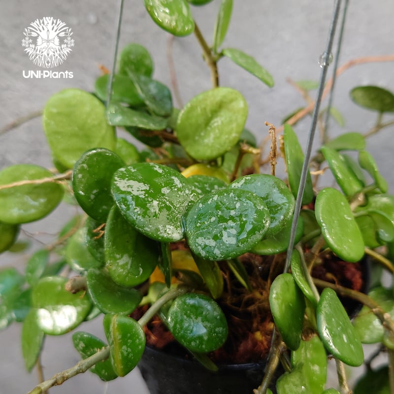 Hoya Mathilde splash ホヤ マチルダ スプラッシュ ホヤ植物 斑入り Ho