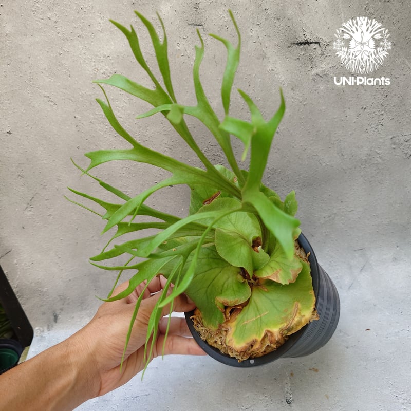 ビカクシダ キッチャクード シンリーフ Platycerium Kitshakood thin