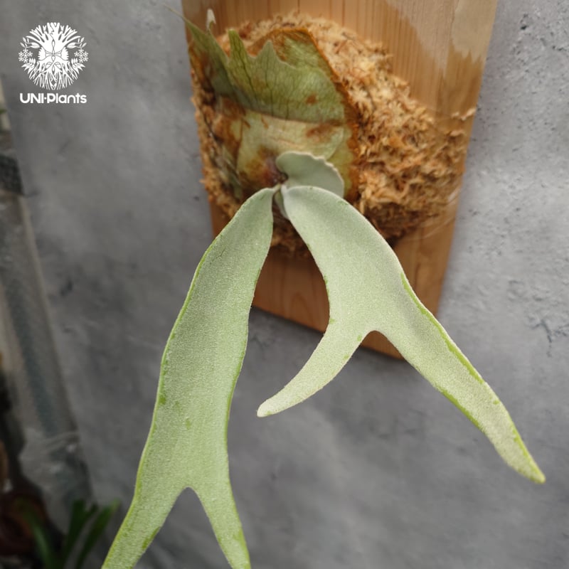 Platycerium pewchan compact ビカクシダ ピューチャン コンパクト