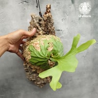 ビカクシダ ベイチー Patycerium veitchii コウモリラン ビカクシダ