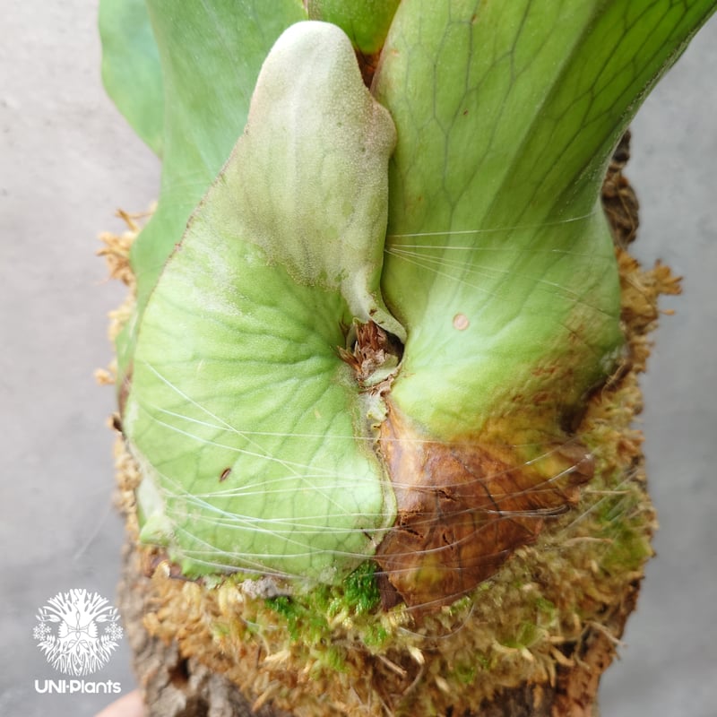 ビカクシダ ホルタミー Platycerium holttumii ビカクシダ原種 Plat