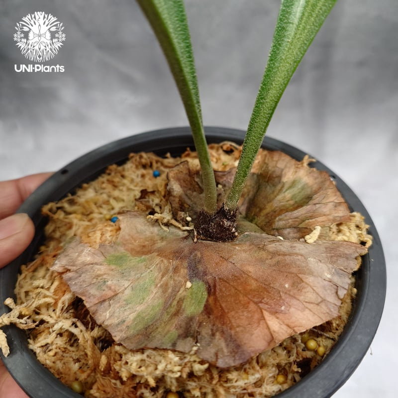 Platycerium alcicorne var.Madagascar ビカクシダ アルシコ