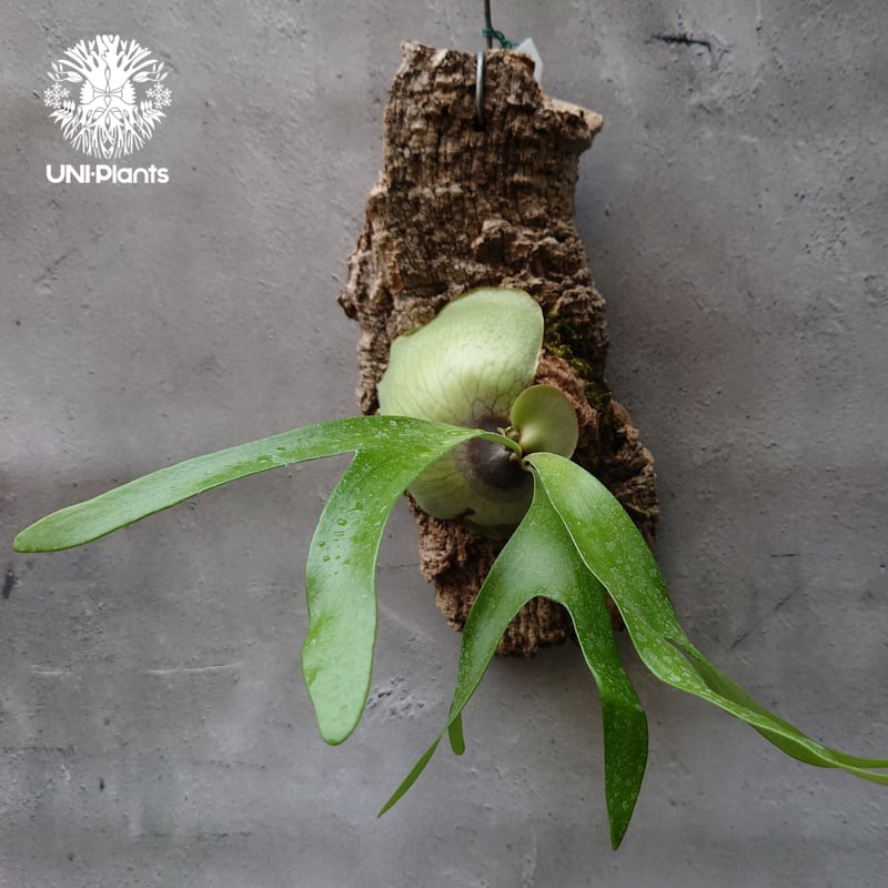 ビカクシダ アルシコルネ アフリカ×アルシコルネ マダガスカル hybrid