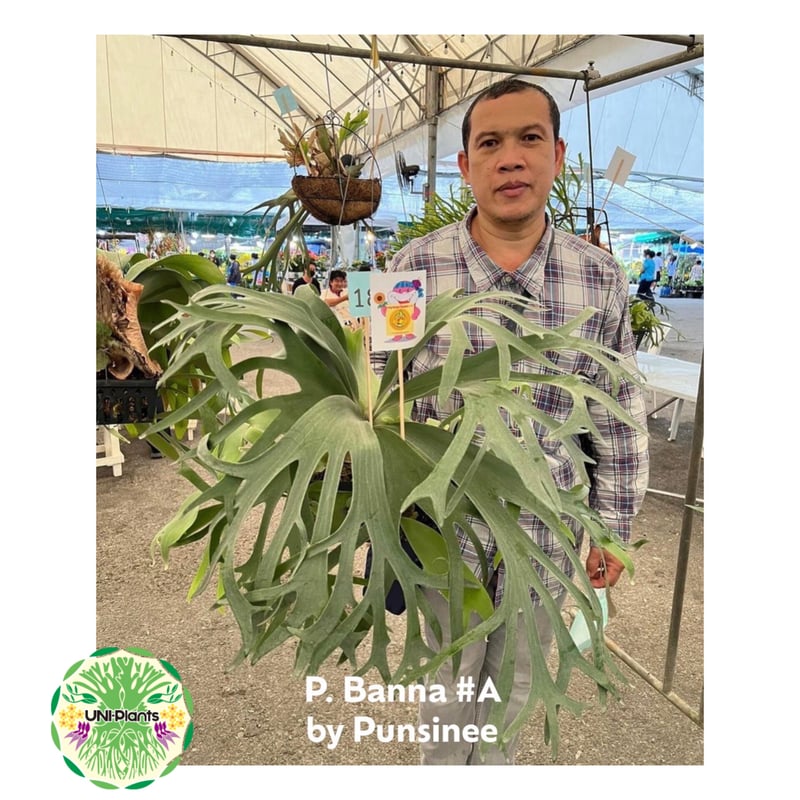 Platycerium Banna #A (pup) ビカクシダ バンナ #A (子株) ビカ