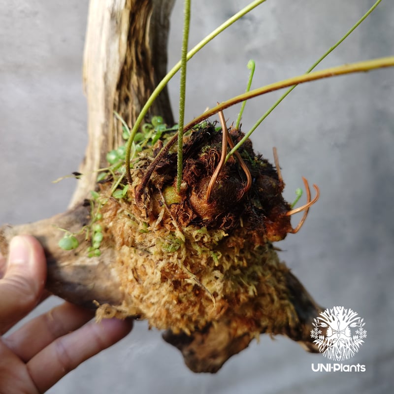 Drynaria rigidula `whitei ドリナリア·リギデュラ'ホワイティ' 流木