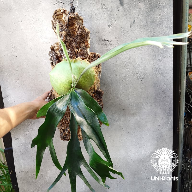 Platycerium Rydeen ビカクシダ ライディーン ビカクシダ コウモリラン