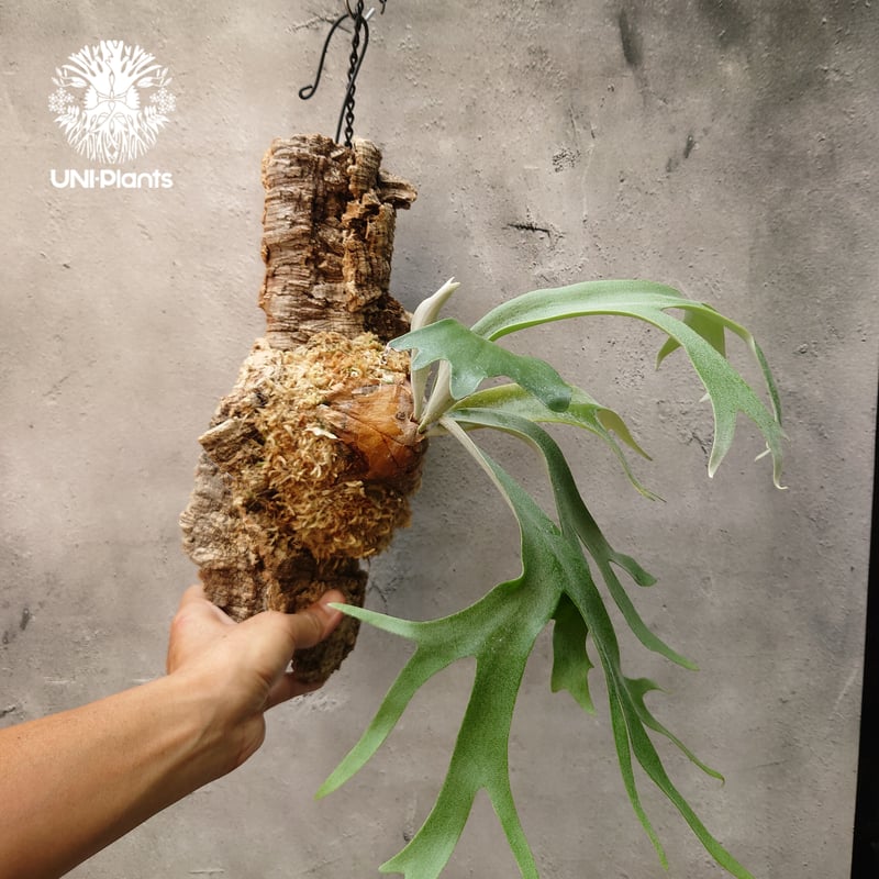 ビカクシダ ウィリンキーcv.バリ Platycerium willinckii cv.Bal