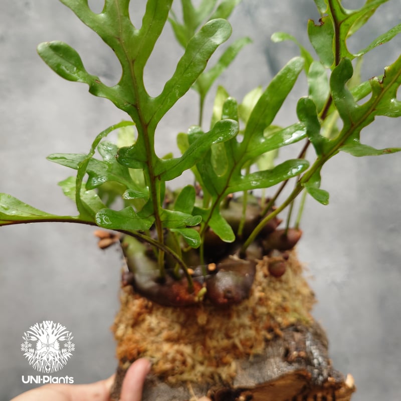 Lecanopteris crustacea narrow レカノプテリス クルスタセア ナロ