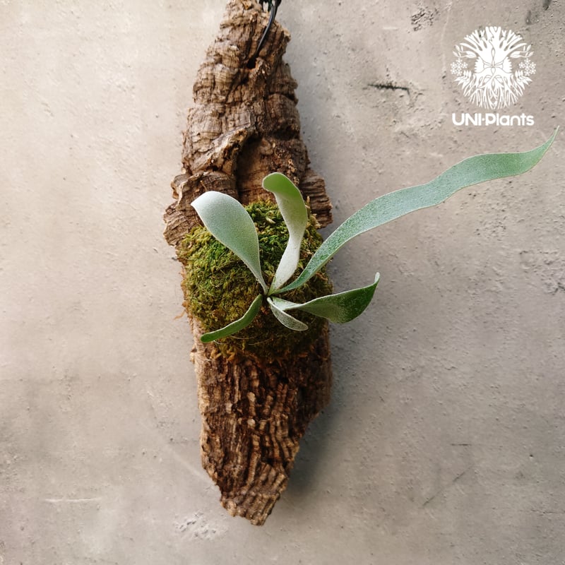 ビカクシダ ベイチー Patycerium veitchii コウモリラン ビカクシダ