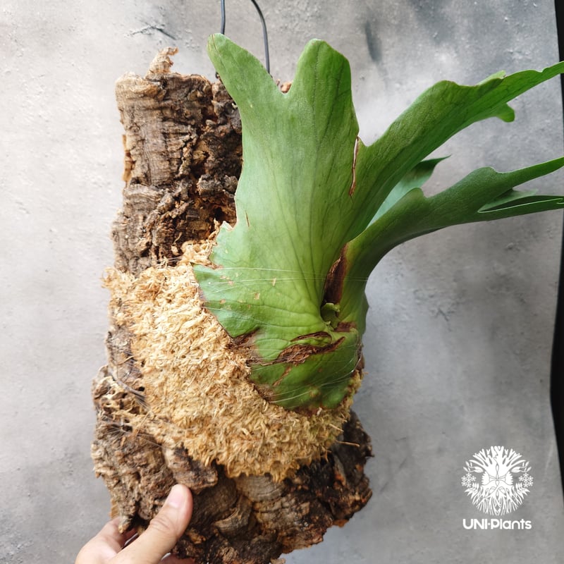 ビカクシダ ホルタミー Platycerium holttumii ビカクシダ原種 Plat