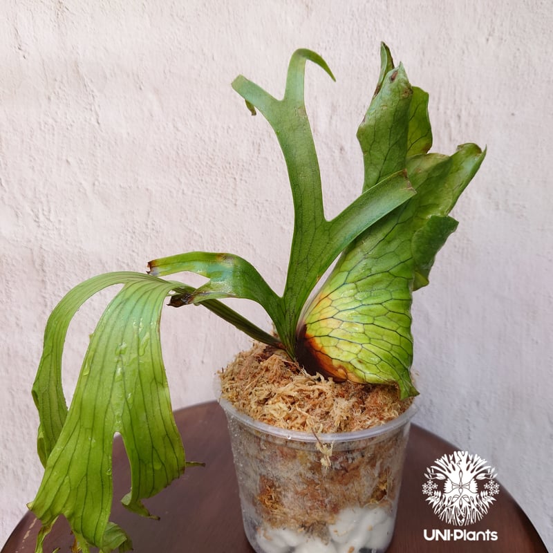 ビカクシダ コロナリウム Platycerium coronarium コウモリラン ビカク