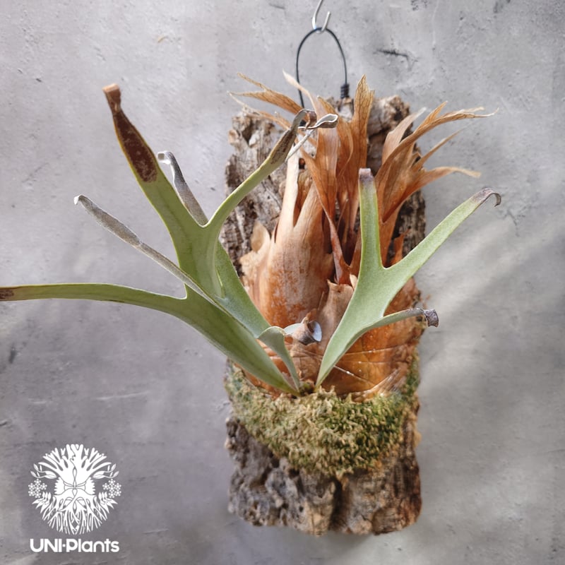 ビカクシダ ベイチー(子株) Platycerium veitchii(pup) コウモリラン