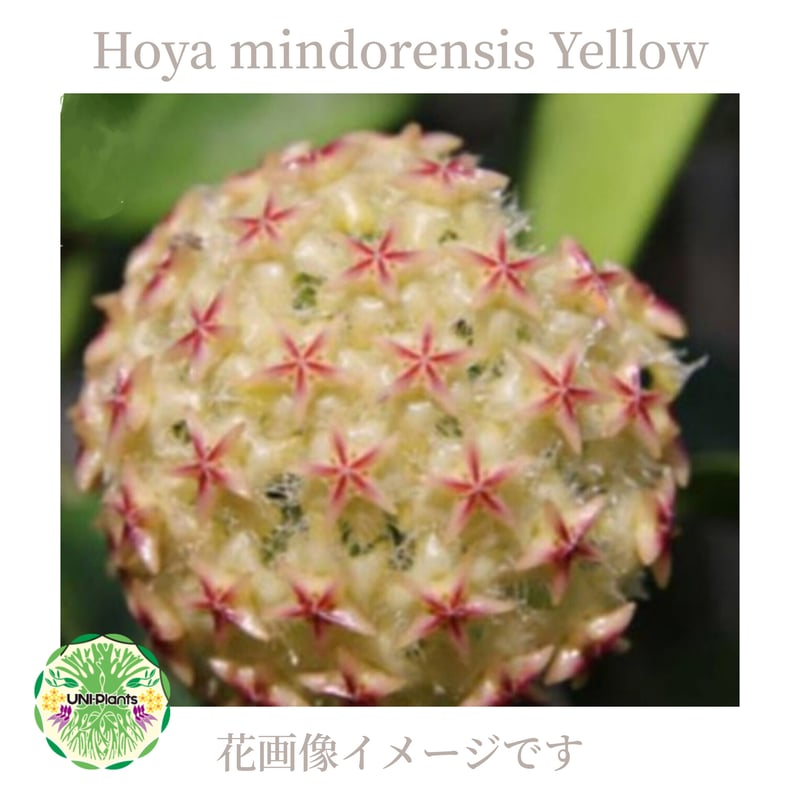 希少! Hoya mindorensis Yellow ホヤ ミンドレンシス イエロー ホヤ