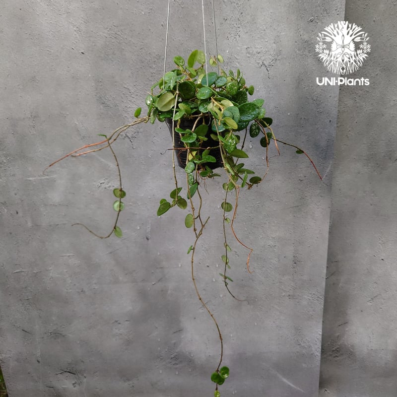 Hoya Mathilde splash ホヤ マチルダ スプラッシュ ホヤ植物 斑入り Ho