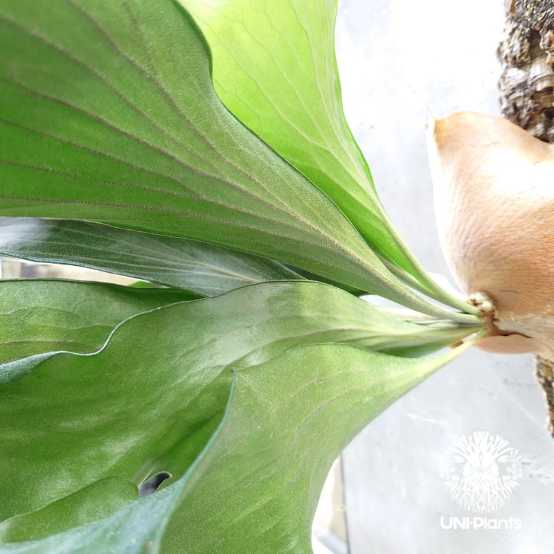 ビカクシダ ヒリードラゴン Platycerium hillii cv.Dragon 大株 コ