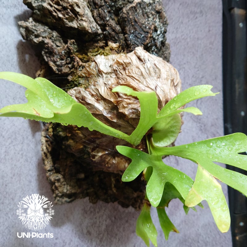 ビカクシダ キッチャクード Platycerium mt.kitshakood コウモリラ