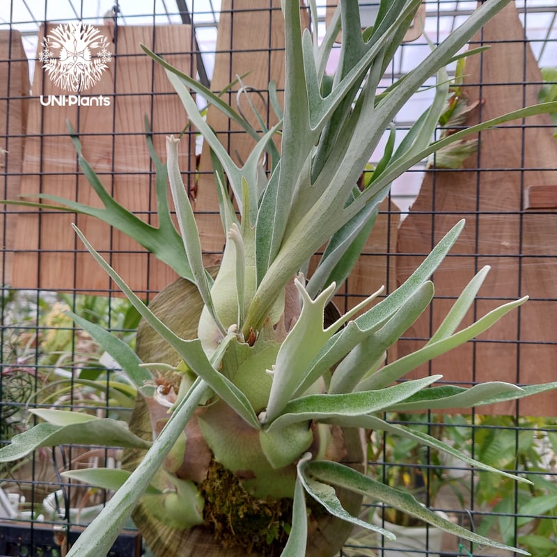 ビカクシダ ベイチー(子株) Platycerium veitchii(pup) コウモリラン