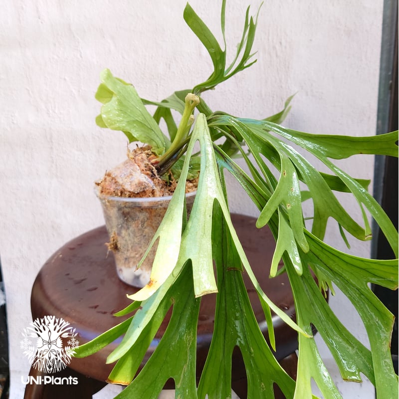 初入荷! ビカクシダ キッチャクード シンリーフ Platycerium mt.Kitshak