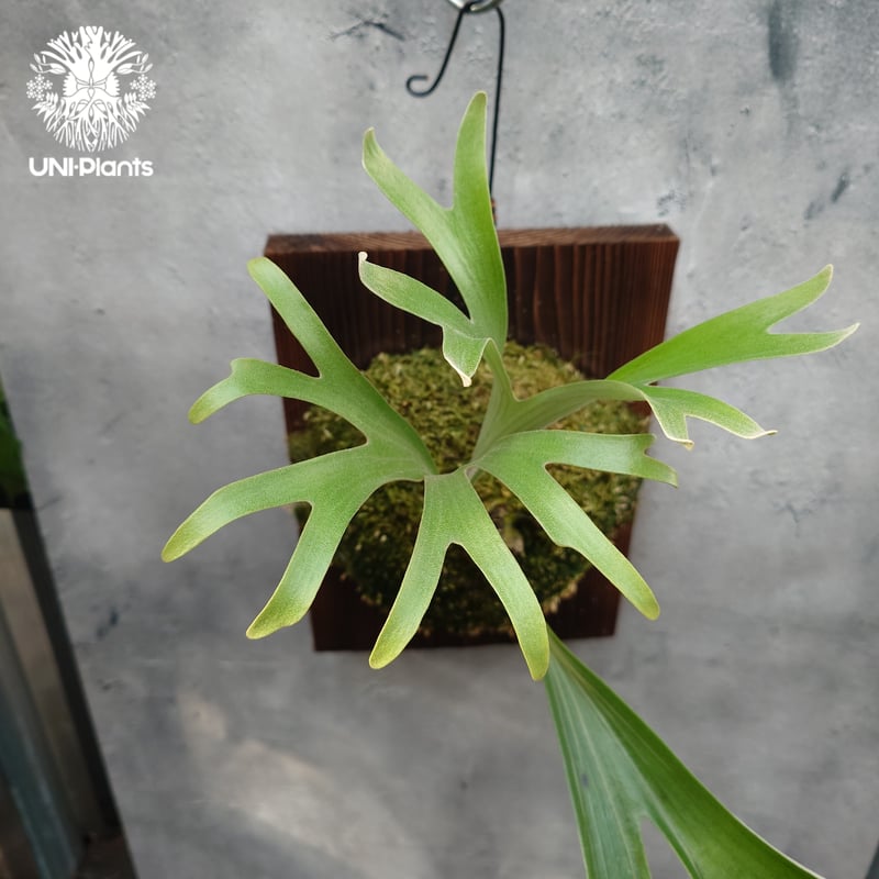 Platycerium alcicorne var.Madagascar ビカクシダ アルシコ