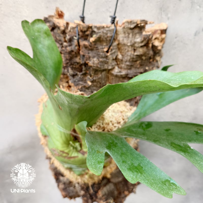 ビカクシダ ホルタミー Platycerium holttumii ビカクシダ原種 Plat