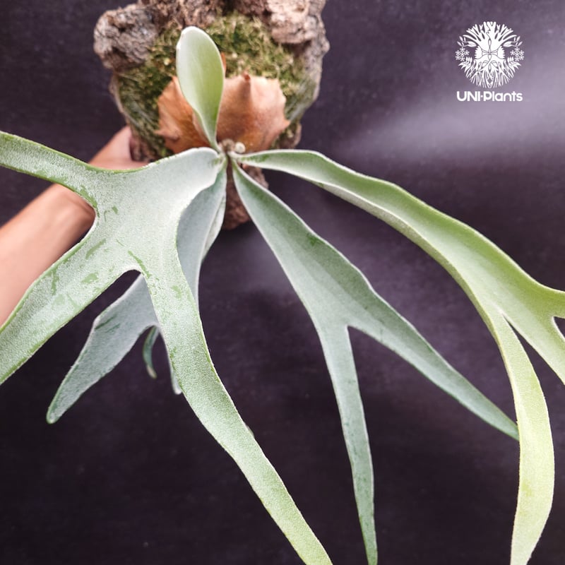 ビカクシダ ベイチー(子株) Platycerium veitchii(pup) コウモリラン