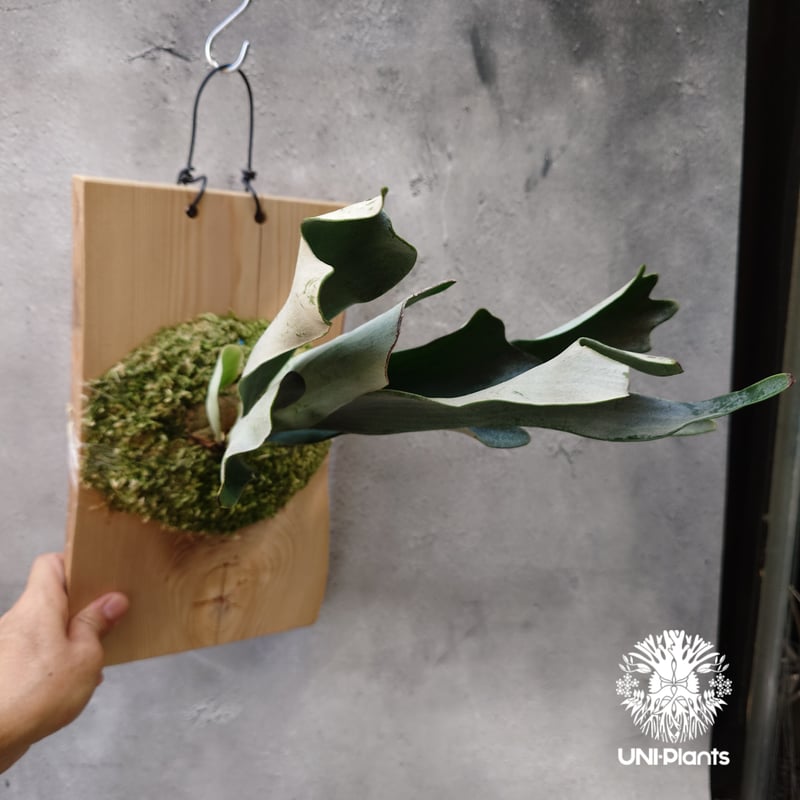 Platycerium hillii dwarf ビカクシダヒリードワーフ シダ植物 Plat