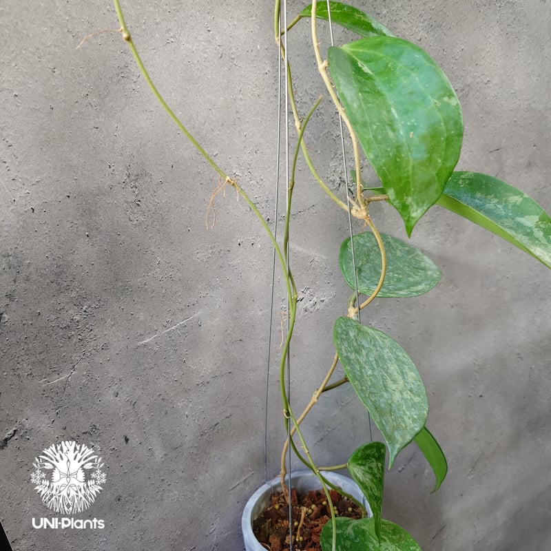 Hoya latifolia Snow Queen（M） ホヤ ラティフォリア スノー クイー