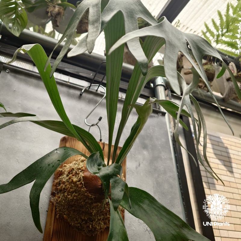 Platycerium sp.(Meramera ??? ) Platycerium シダ植物