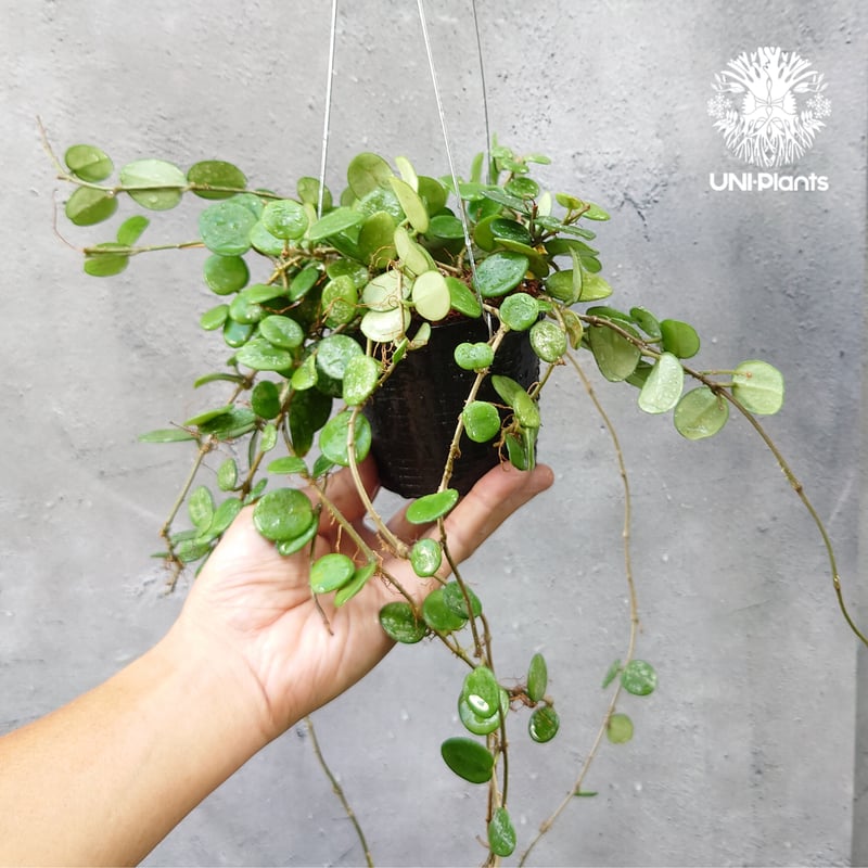 Hoya Mathilde splash ホヤ マチルダ スプラッシュ ホヤ植物 斑入り Ho