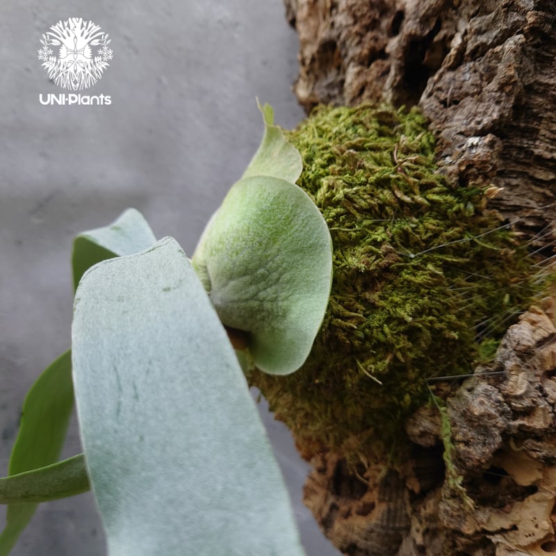 Platycerium Foongsiqi ビカクシダ フーンシキ ビカクシダコルク着生