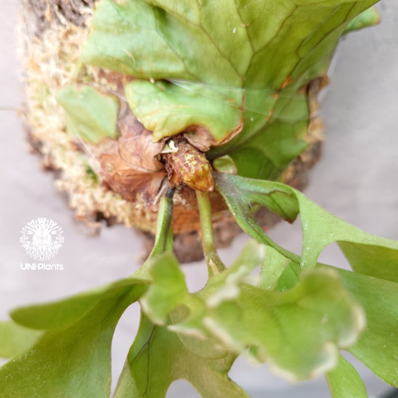 ビカクシダ リドレイ ドワーフ Platycerium ridleyi Dwarf コウモリラ