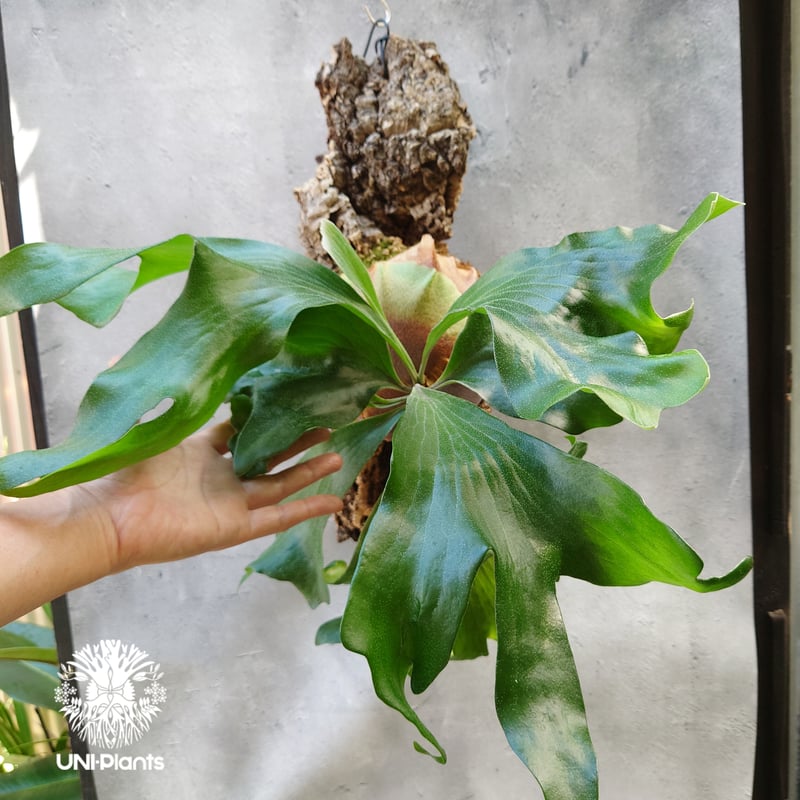 ビカクシダ ヒリードラゴン Platycerium hillii cv.Dragon コウモリ