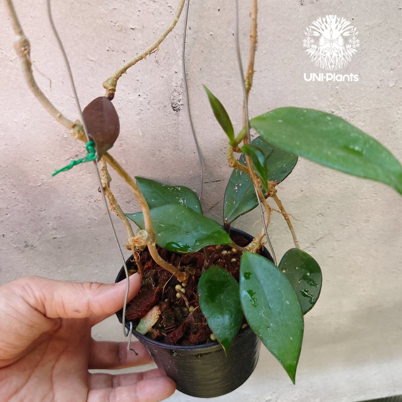 ホヤ プビカリクス ロイヤル ハワイアン パープル Hoya pubicalyx