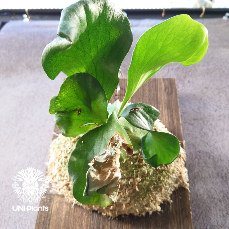 初入荷! ビカクシダ ヒリードラゴン Platycerium hillii cv.Dragon