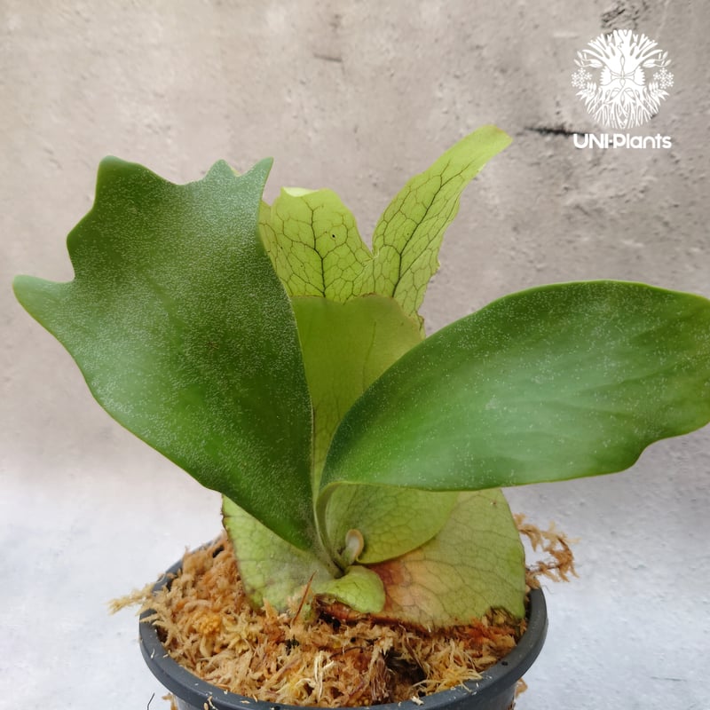 Platycerium willinckii white angel ビカクシダ ウィリンキー