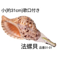 法螺貝 大 約40cm 歌口付き 品番40-02 | 多田商店 法螺貝と和装の専門店