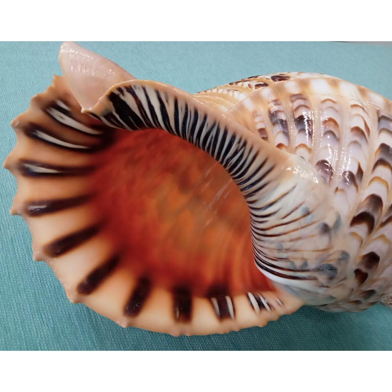 法螺貝 大 約40cm 歌口付き 品番40-02 | 多田商店 法螺貝と和装の専門店