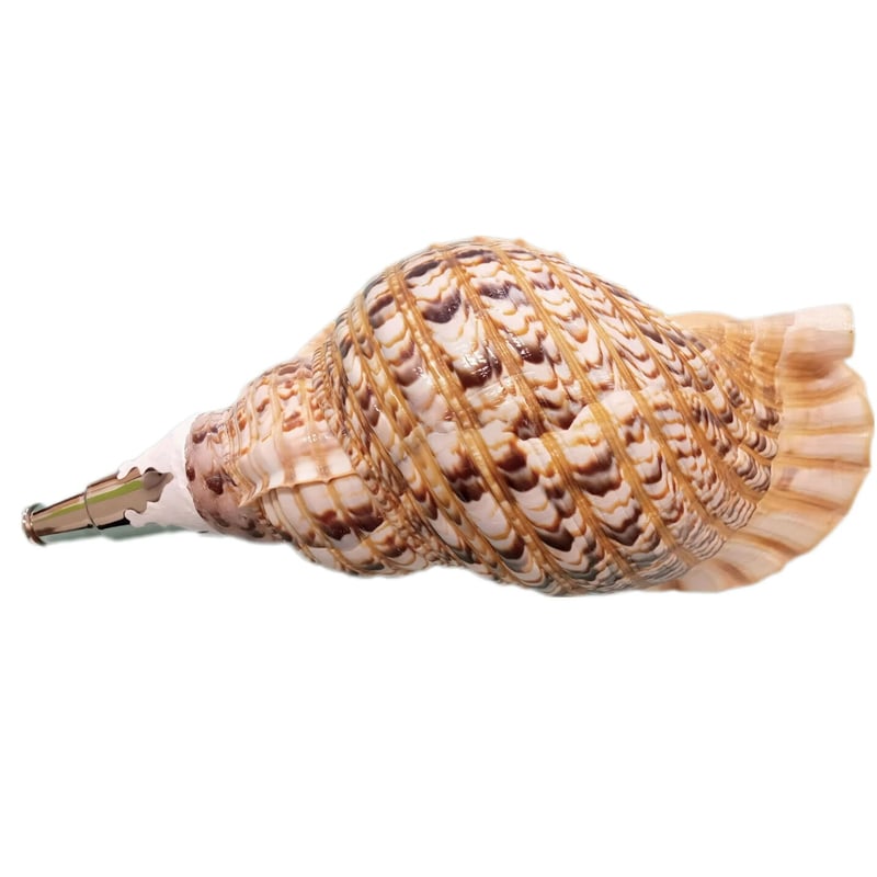 法螺貝 大 約40cm 歌口付き 品番40-01 | 多田商店 法螺貝と和装の専門店