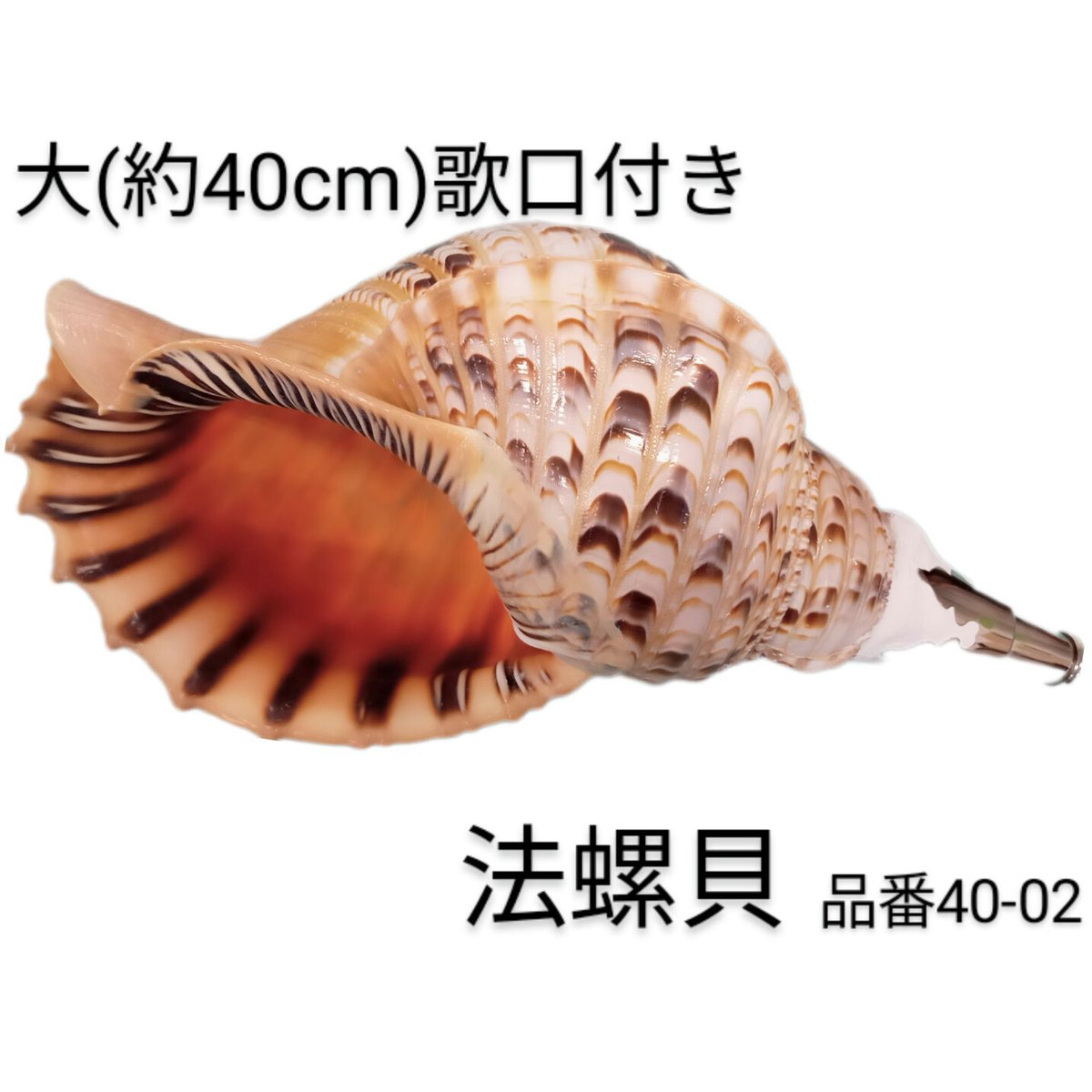 法螺貝 大 約40cm 歌口付き 品番40-02 | 多田商店 法螺貝と和装の専門店