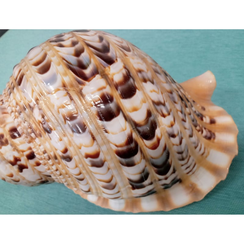 法螺貝 大 約40cm 歌口付き 品番40-02 | 多田商店 法螺貝と和装の専門店