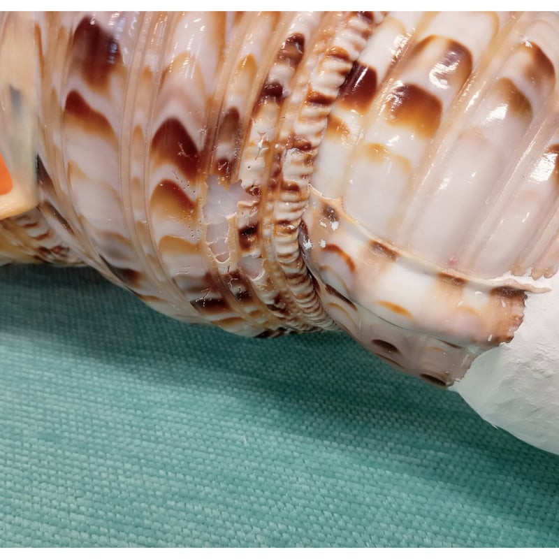 法螺貝 大 約40cm 歌口付き 品番40-02 | 多田商店 法螺貝と和装の専門店