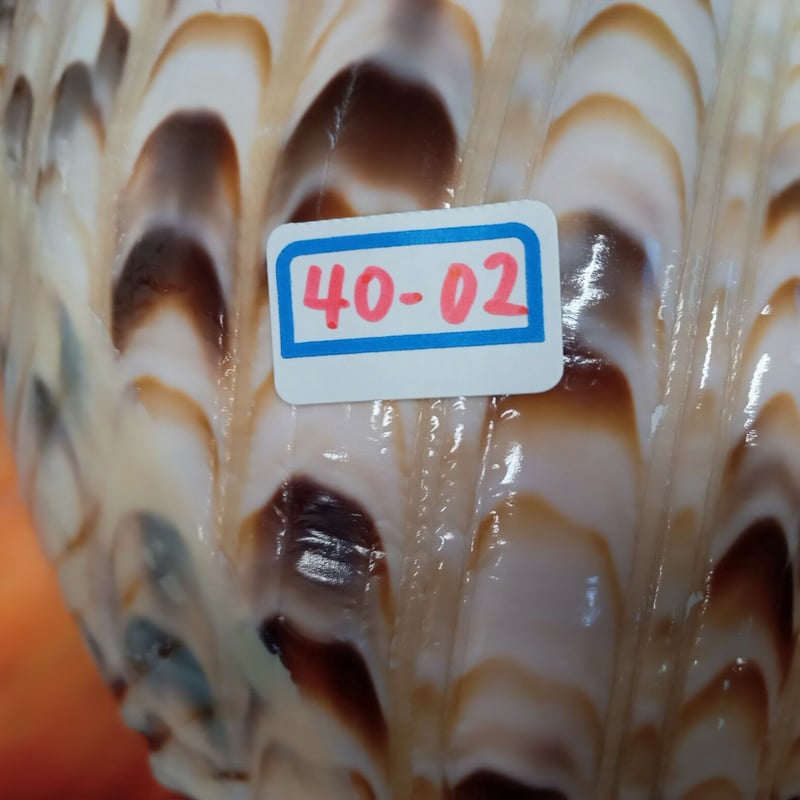 法螺貝 大 約40cm 歌口付き 品番40-02 | 多田商店 法螺貝と和装の専門店