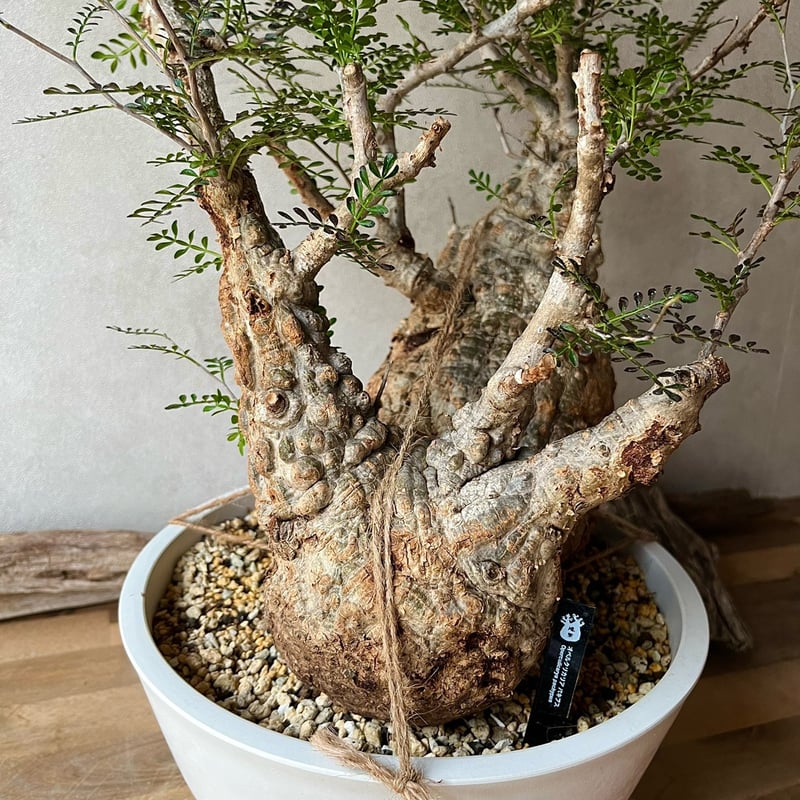 オペルクリカリア パキプス ダブルヘッド【230503】 | 塊祭