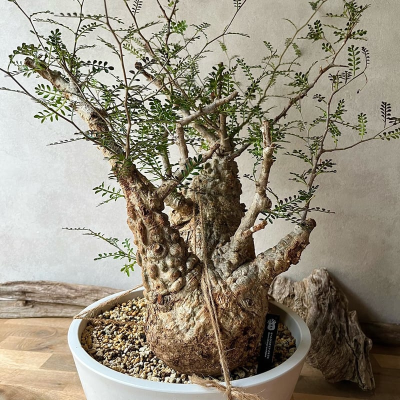 オペルクリカリア パキプス ダブルヘッド【230503】 | 塊祭